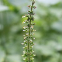 Ocimum gratissimum L.